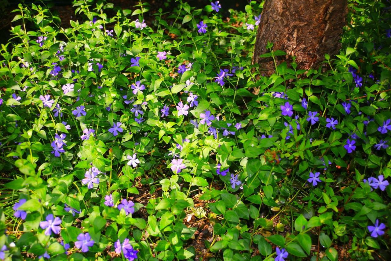 Mitten im Seenland und Spreewaldnah, schöner Garten Storkow  Exterior foto